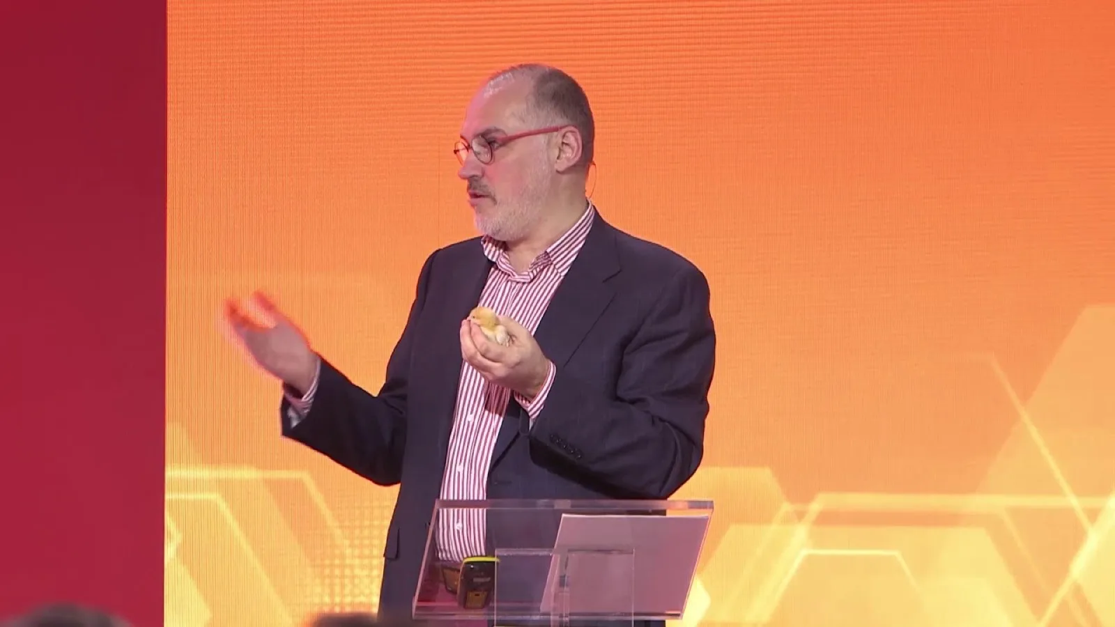 Demonstration on camera: an expert comes on stage with a live chick